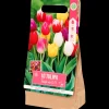 Tulpenbollen | Action NL